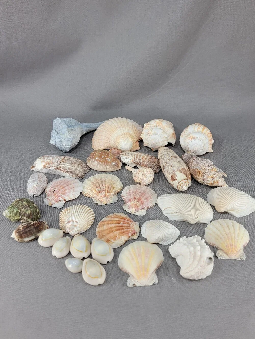 Mixed Seashell Shell Lot Beach Wedding Coastal Nautical Crafts Decor